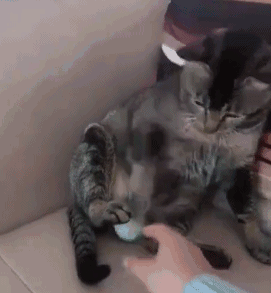 趁猫咪睡觉,主人猥琐地给猫塞了一个蛋,猫咪醒来:我当