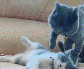 猫先生小心翼翼的伸爪,想叫醒正在睡觉的老婆:该起来