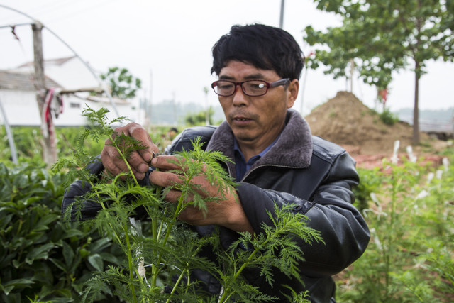 全村种植菊花,每亩收入2万以上,没想到是嫁接在一种草