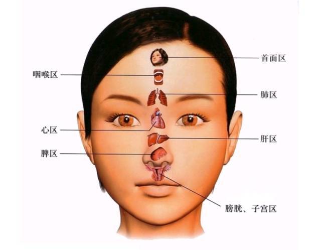 人体5大反射区,高清图解!