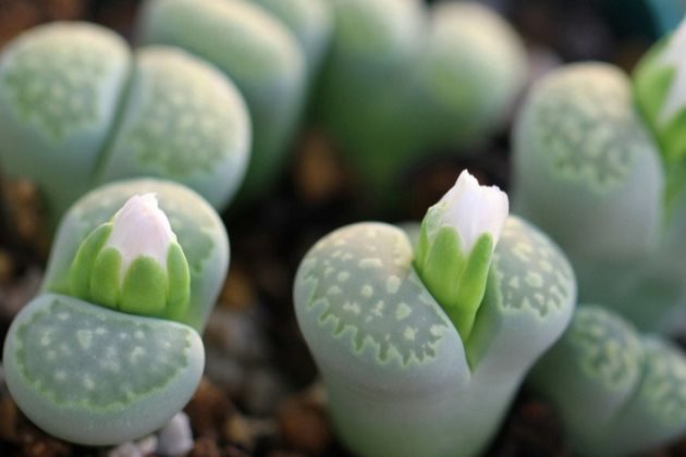 多肉植物长不好 试试这些肥料 长得胖嘟嘟 看点快报