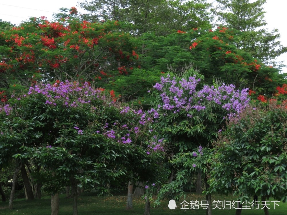 深圳的夏天是一场花的盛宴 这里有真正的万紫千红一片绿 看点快报