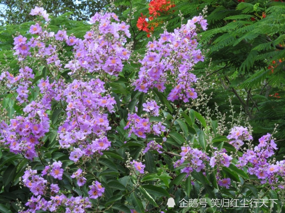 深圳的夏天是一场花的盛宴 这里有真正的万紫千红一片绿 看点快报