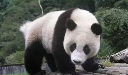 大熊猫的重要种群,具有独特的分布格局和种群进化史.
