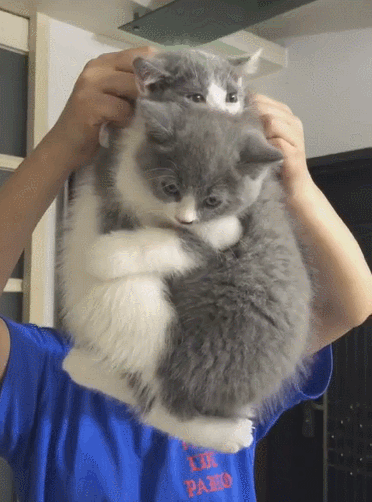 喵星人,英短,猫猫