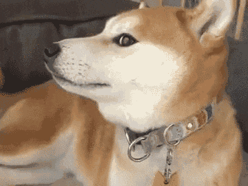 壁纸 动物 狗 狗狗 360_270 gif 动态图 动图