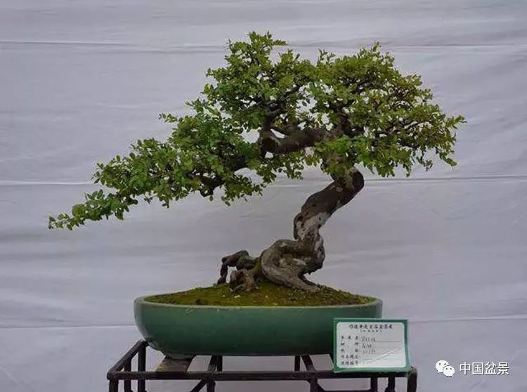 值得收藏的盆景养护常用技法 看点快报
