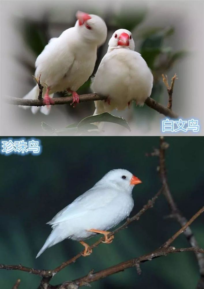 文鸟虽然不像鹦鹉会说话,但还是挺聪明的,如果是从小养大的话,很亲人