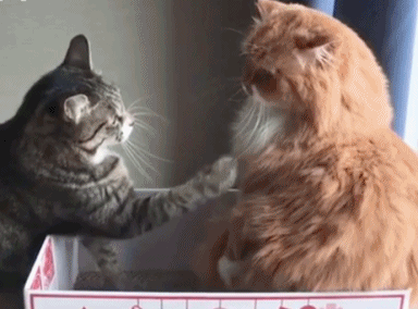 以上就是今天的宠物故事汇,欢迎大家在下方评论留言,喜欢的话记得