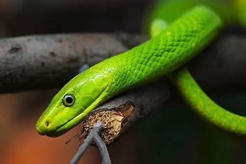 这份毒虫咬伤急救手册夏天用得着!