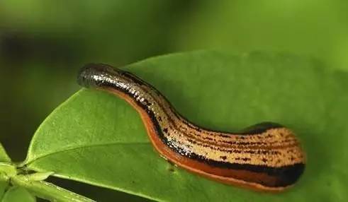 这份毒虫咬伤急救手册夏天用得着!