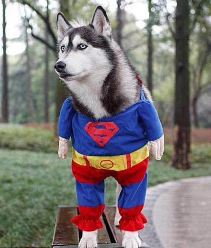 哈士奇肇事逃逸,主人有连带责任,法院判狗主