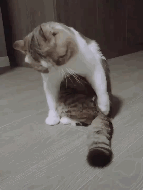 铲屎官,仙人球,哈士奇,橘猫,流浪猫