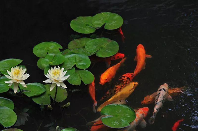 夏天的闹和静都在诗里