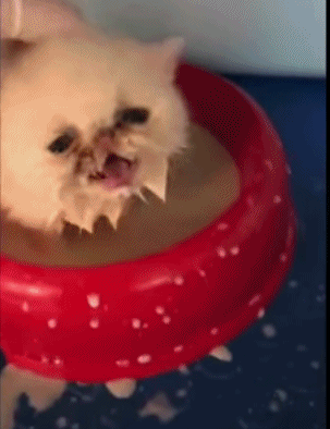 猫躺在床上喝奶 虽然很像人类幼崽的喝奶方式 但是比人类幼崽可爱多了