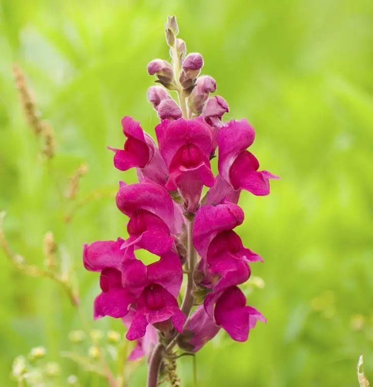 金鱼草花