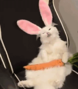 壁纸 动物 兔子 274_313 gif 动态图 动图