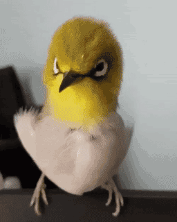 9,搞笑gif:现实版愤怒的小鸟