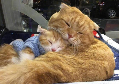 台湾网友家的一家三口橘猫,十橘九胖是真的!最