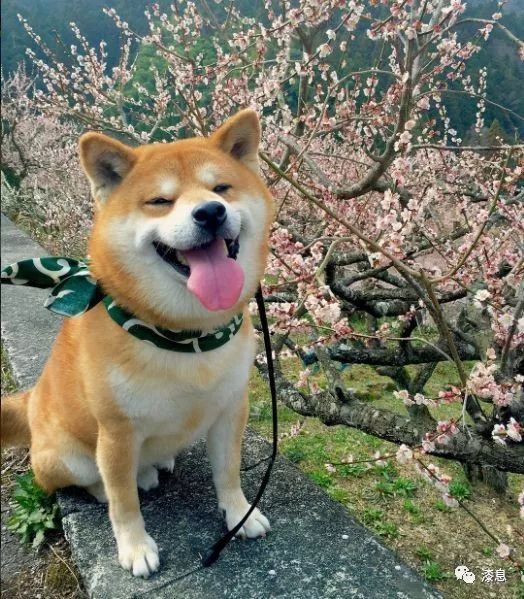 有人说柴犬是日本的土狗,和中华田园犬是一样的,但在日本,它是日本的
