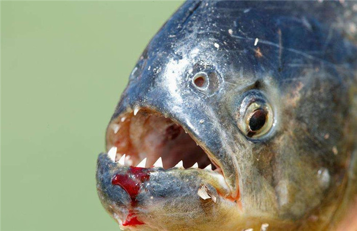 凶猛的食人鱼被做成美味,卖给中国游客吃,
