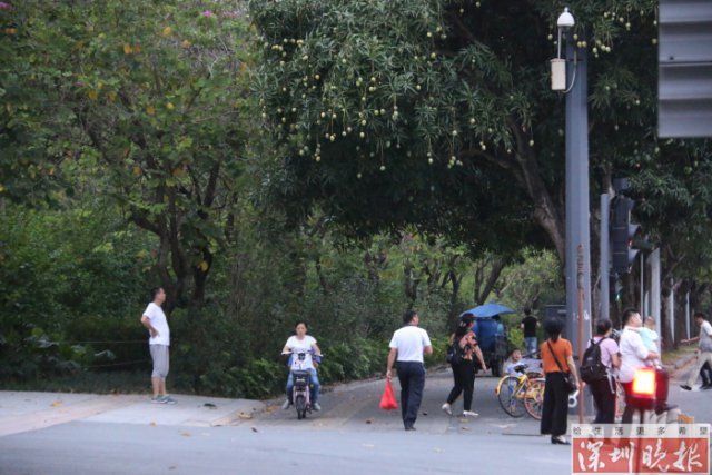 街头绿化芒不能吃!深圳家长带娃跳着击打芒果