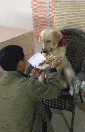 主人拿筷子喂狗吃饭,伺候孩子一样,网友感叹:活得不如