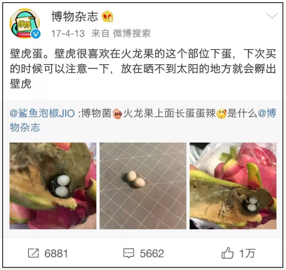 辽宁一女子吃火龙果竟吃出一条蛇!这么刺激吗