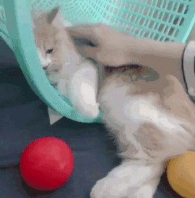 壁纸 动物 狗 狗狗 278_283 gif 动态图 动图