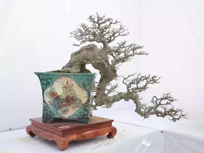 一组精美的悬崖盆景作品欣赏 无限风光在险峰