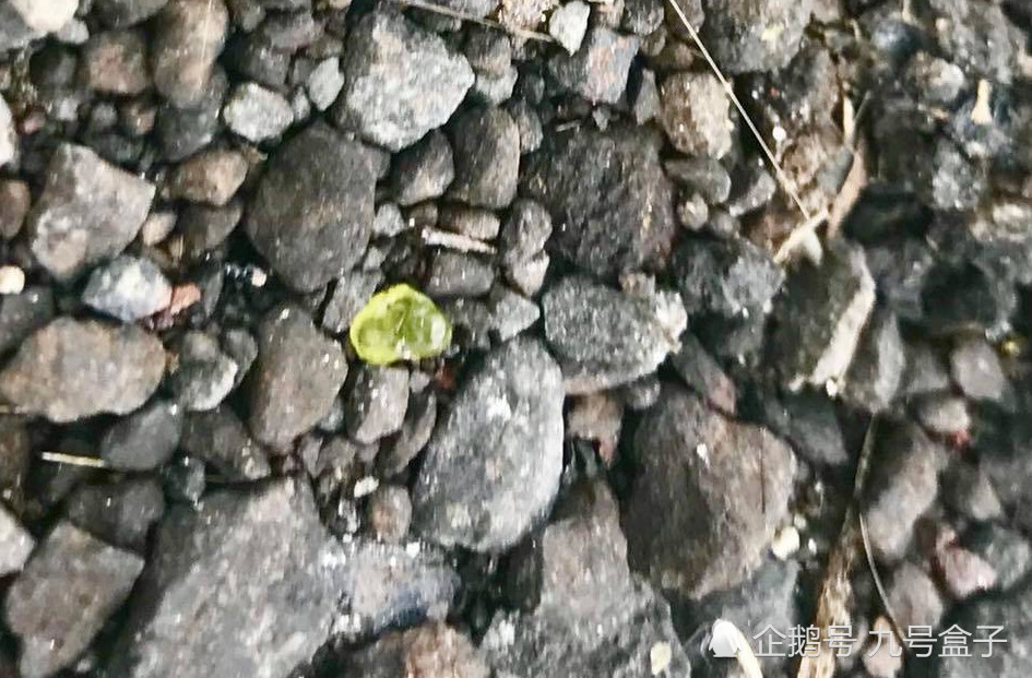 随便捡!夏威夷火山喷出宝石雨,引得附近居民