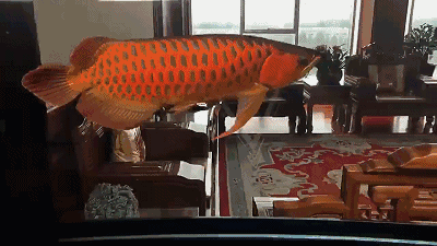 我为什么养鱼?因为满足感责任感