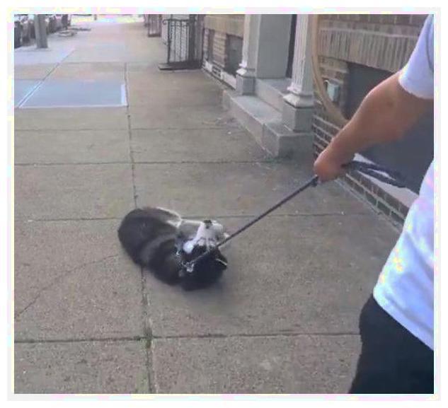 二哈对主人摆态度:我哈士奇,打死也不会进你家