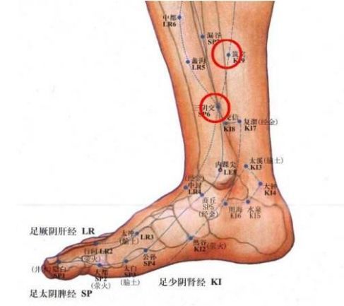 筑宾穴:肾脏保护靠筑宾穴
