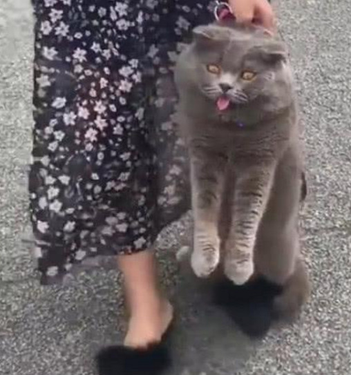 主人揪着蓝猫后颈回家 猫猫:要死要死 本喵王要