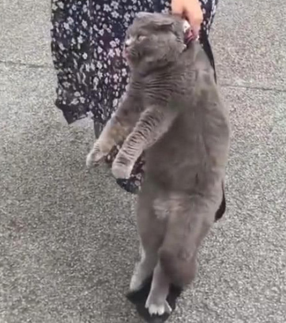 主人揪着蓝猫后颈回家 猫猫:要死要死 本喵王要