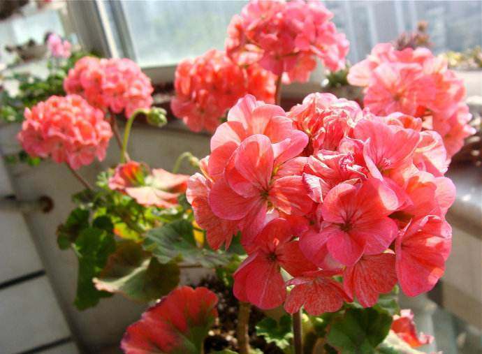 这花花期长又漂亮,一个扦插小窍门,十天就生根