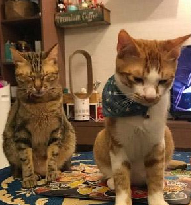 猫咪偷吃完馒头拿白袜子充数 上演狸猫换太子