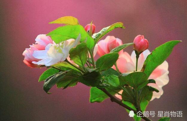 你是这4大属相吗?老天爷最眷顾!先有福如东海