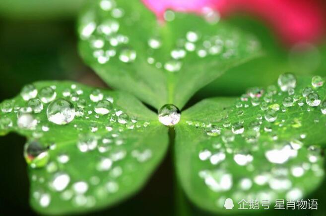 你是这4大属相吗?老天爷最眷顾!先有福如东海