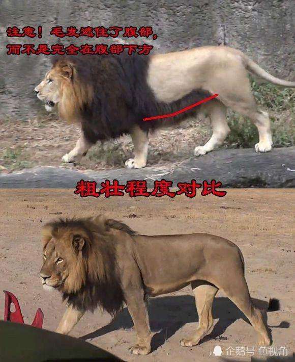 北非食肉动物"三巨头"之首,巴巴里狮于近代被灭绝