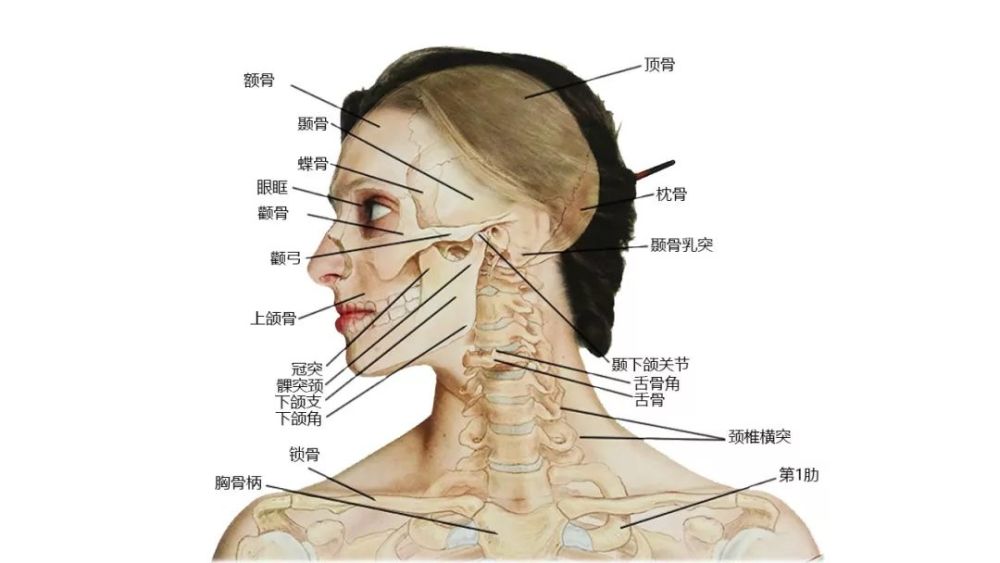 第四,颈部肌肉,支持和平衡脊柱上的头部并使头朝各个方蜃转动.