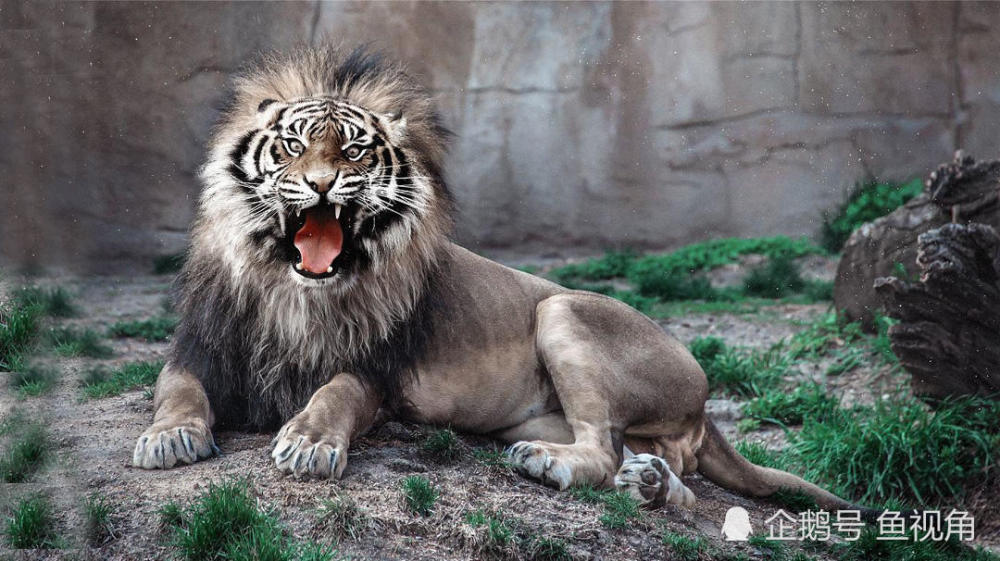 世界上已知最大的狮子,体型大过东北虎,灭绝不到200年