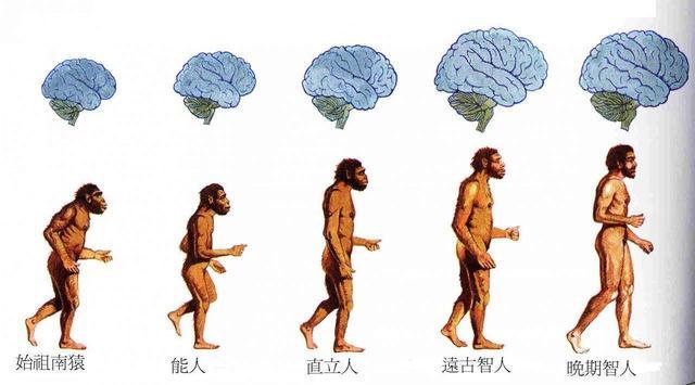 关于人类起源的海猿理论你怎么看 看点快报