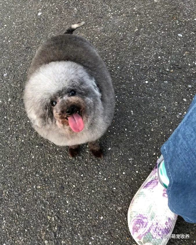 牵猫咪跑几百米,主子累瘫,吐舌喘大气像极了傻