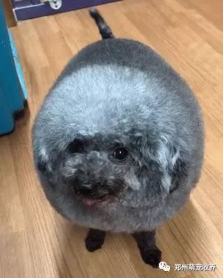 牵猫咪跑几百米,主子累瘫,吐舌喘大气像极了傻