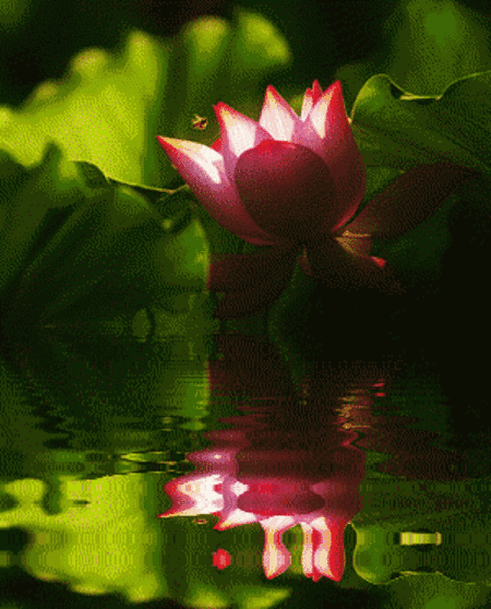 在水一方会呼吸的生活 景观篇(上)