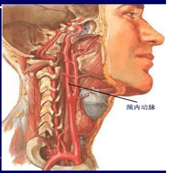 颈动脉椎动脉系统模式图