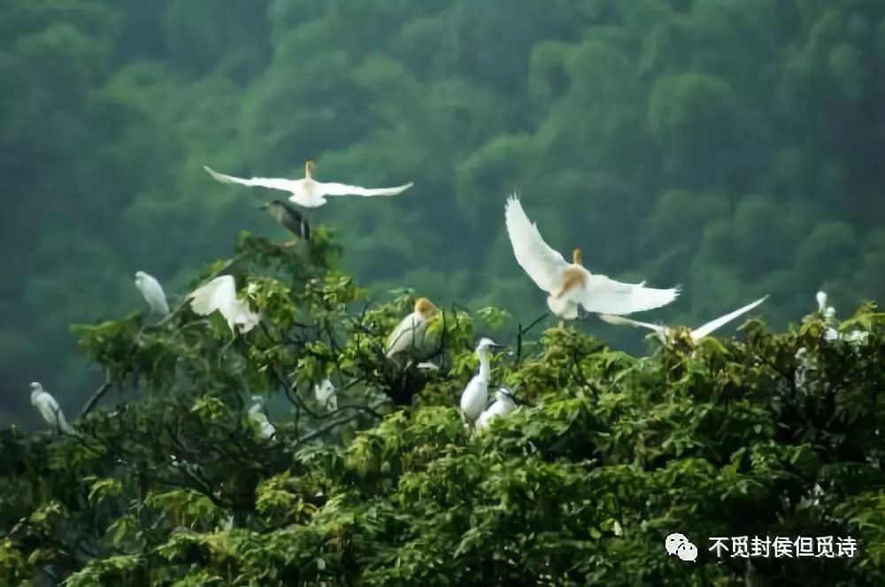 绝句江碧鸟逾白--春归人未归