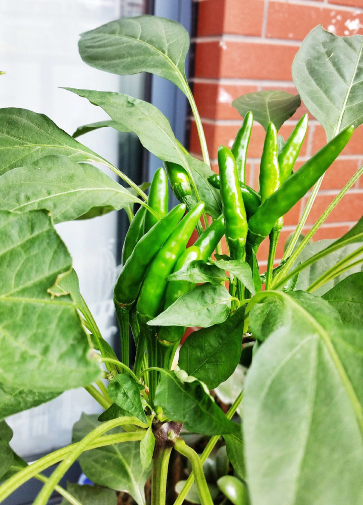 不管是朝天椒还是普通的青椒,种植方法施肥方法都一样的!